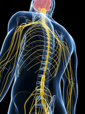 About Chiropractic